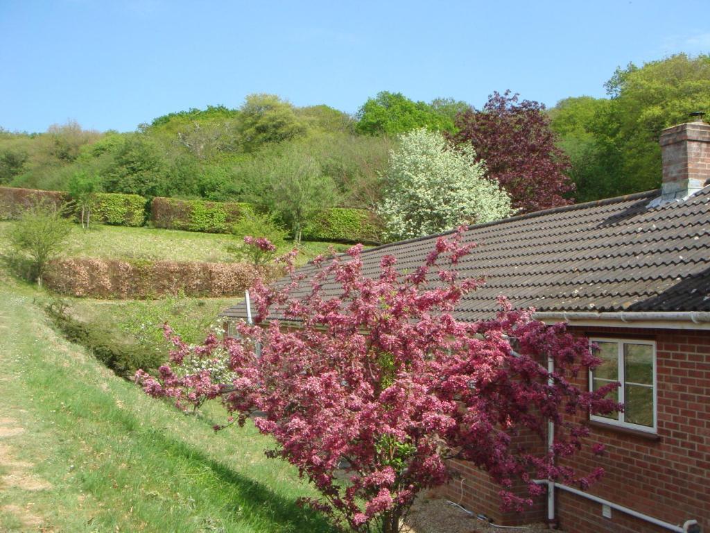 Yellowham Farm, Dorchester Higher Bockhampton Extérieur photo