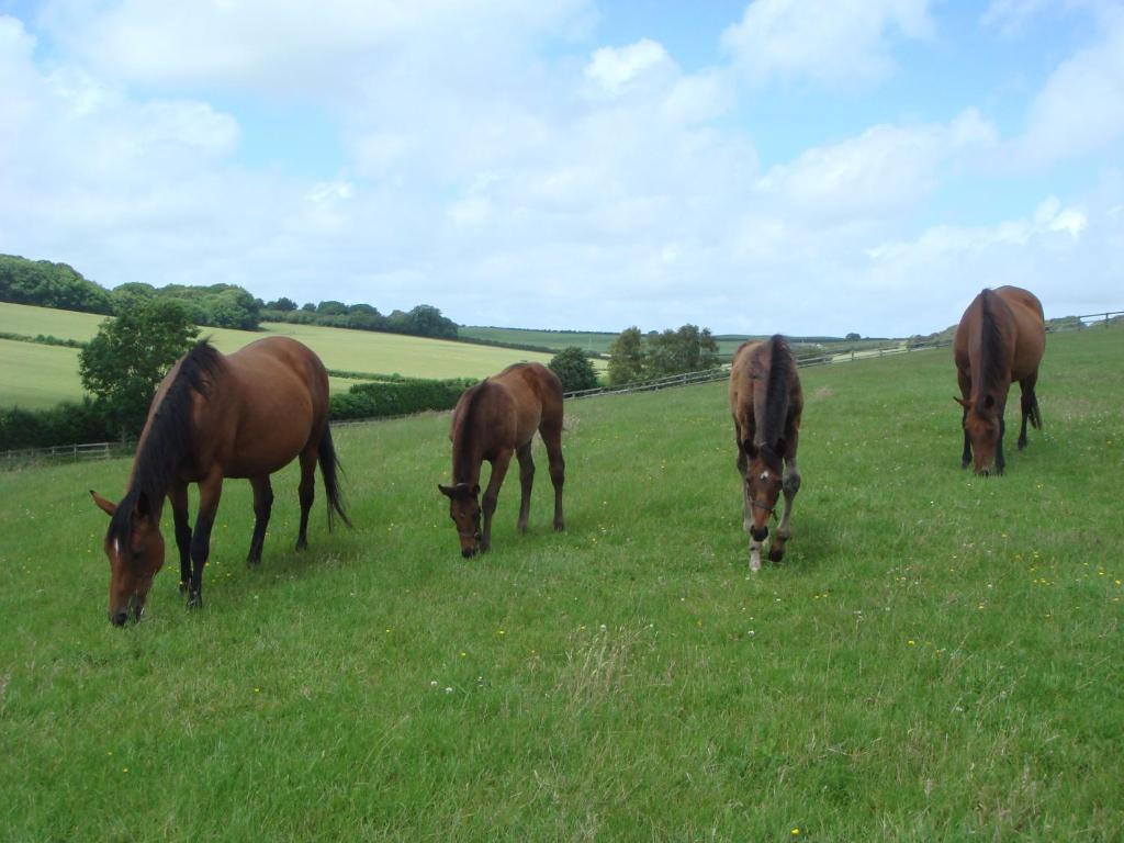 Yellowham Farm, Dorchester Higher Bockhampton Extérieur photo